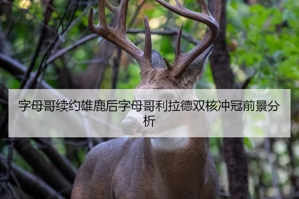 zi-mu-ge-xu-yue-xiong-lu-hou-zi-mu-ge-li-la-de-shuang-he-chong-guan-qian-jing-fen-xi-2-793.jpg